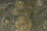 Fossil Ammonite Cluster - Posidonia Shale, Germany #301404-1